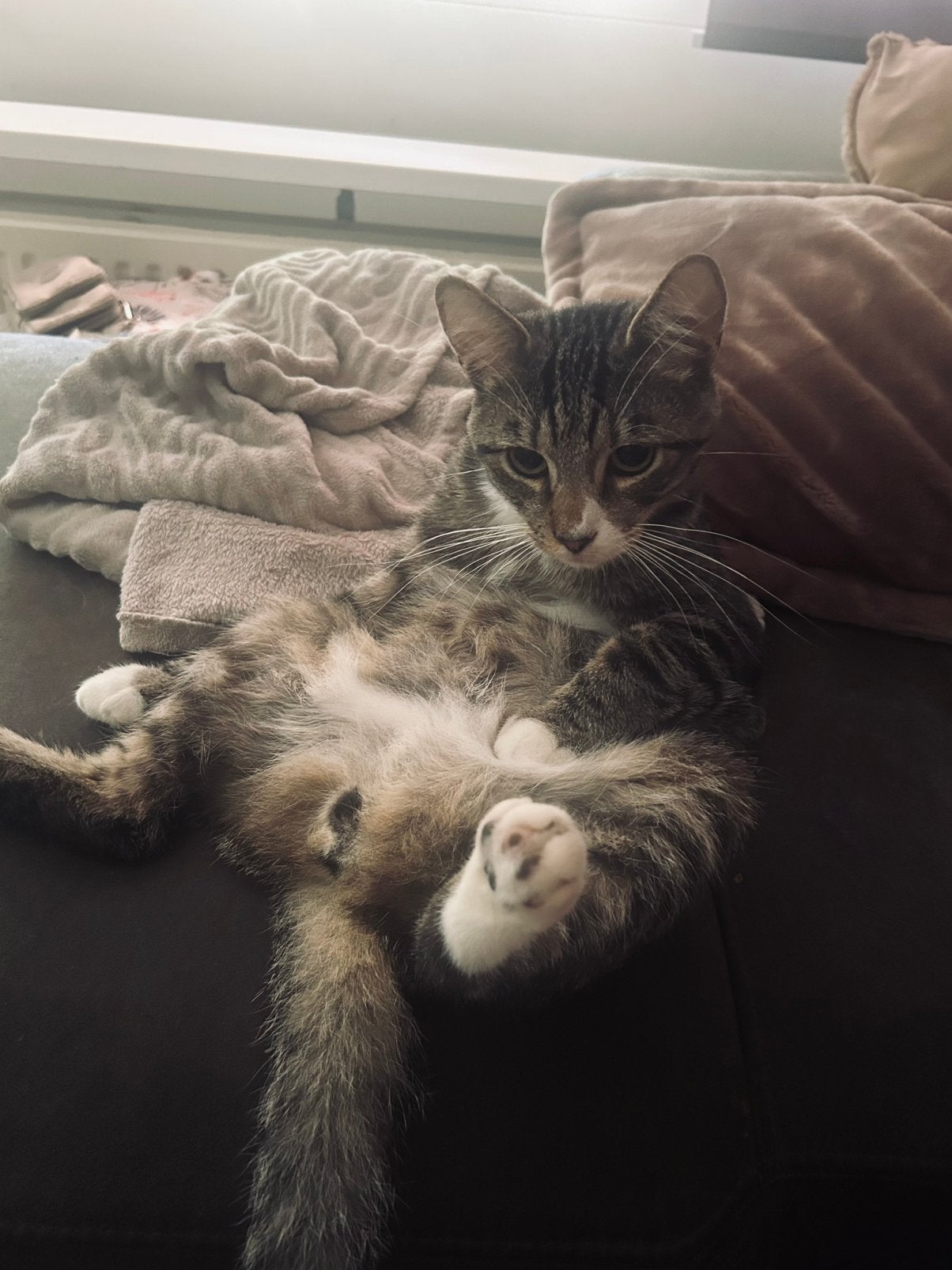 Kater 1 jaar!, Kater, Kortharig, 0 tot 2 jaar