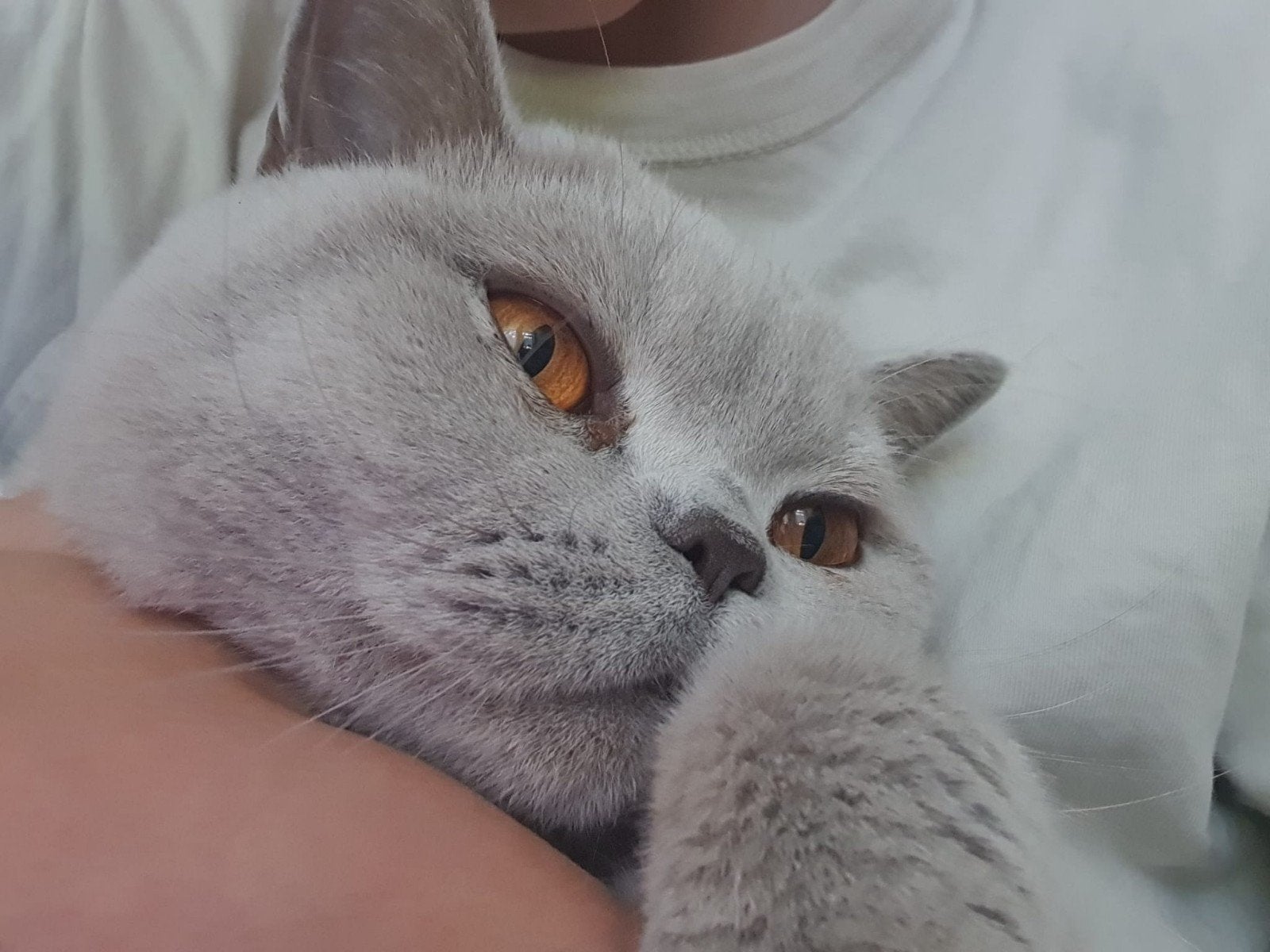 Mooie Lilac Brits korthaar ras kater lief en gezond, Dieren en Toebehoren, Kater, Kortharig, 0 tot 2 jaar