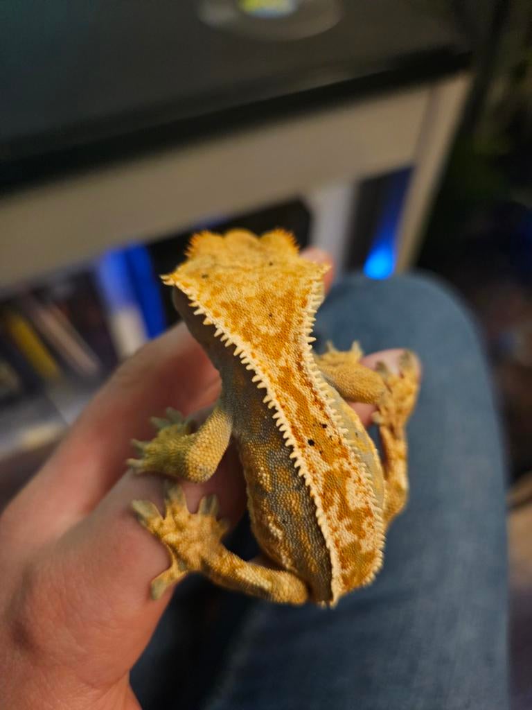 Wimper gekko man, Dieren en Toebehoren, Reptielen en Amfibieën, Hagedis, Tam, 0 tot 2 jaar