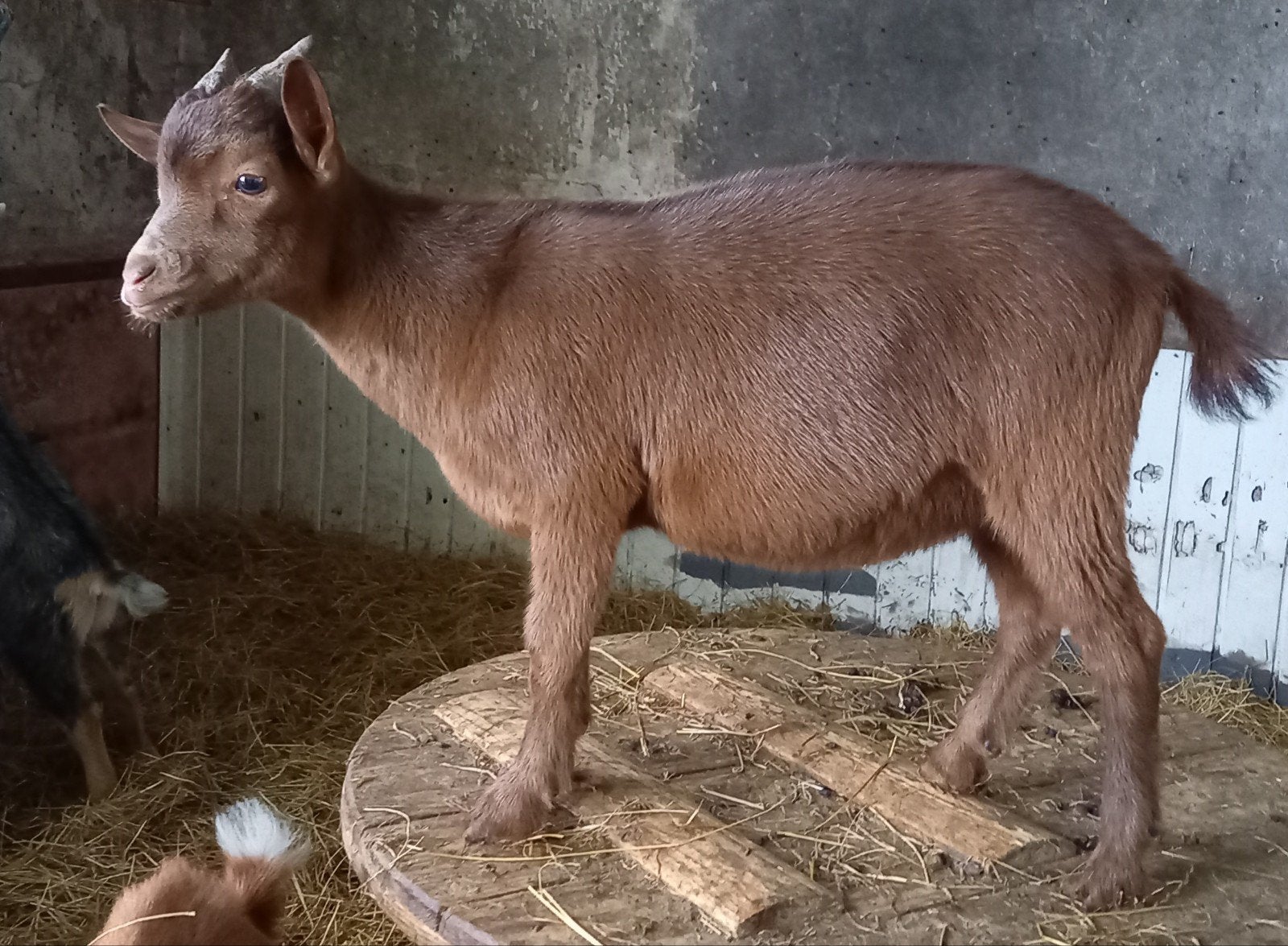 Dwerggeit bok chocolade/camel CAE en CL-vrij, Dieren en Toebehoren, Mannelijk, Geit, 0 tot 2 jaar