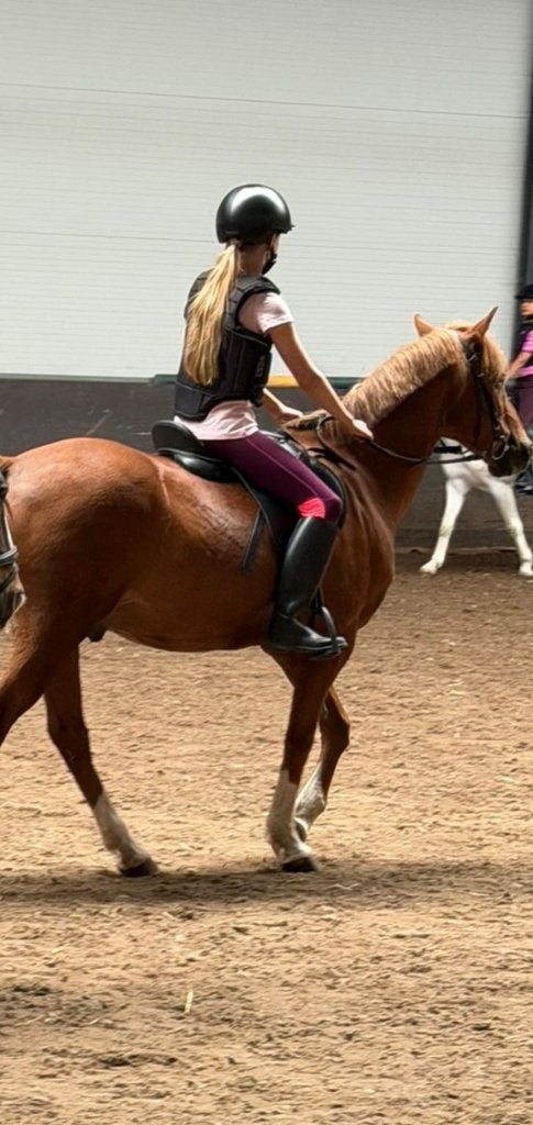 Gezocht: een lieve verzorgpony ️, Ophalen of Verzenden, Nieuw