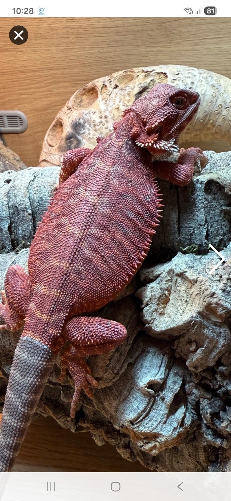 100% Red Monster Leatherback Baardagaam Man Bearded Dragon photo 12