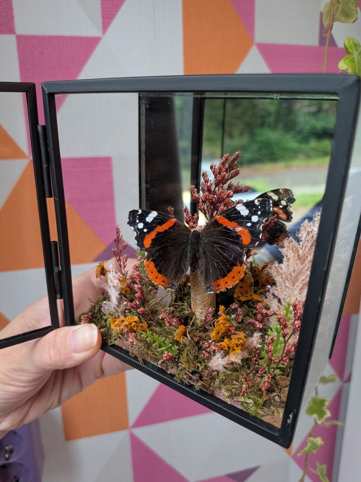 vlinderkistje met echte opgezettevlinder decoratie stuk home, Verzenden, Nieuw