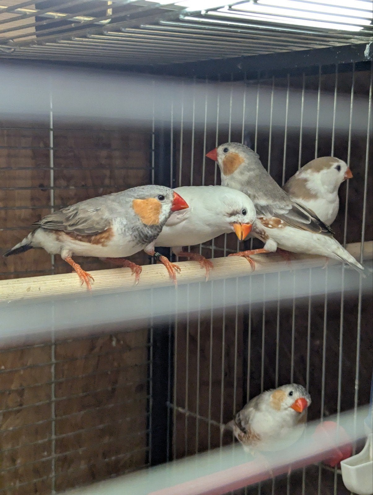 ZEBRAVINKEN, Dieren en Toebehoren, Meerdere dieren