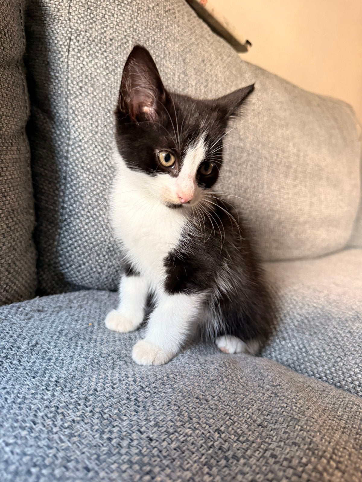 Lieve mix boskat kittens  MOGEN MEE, Meerdere dieren