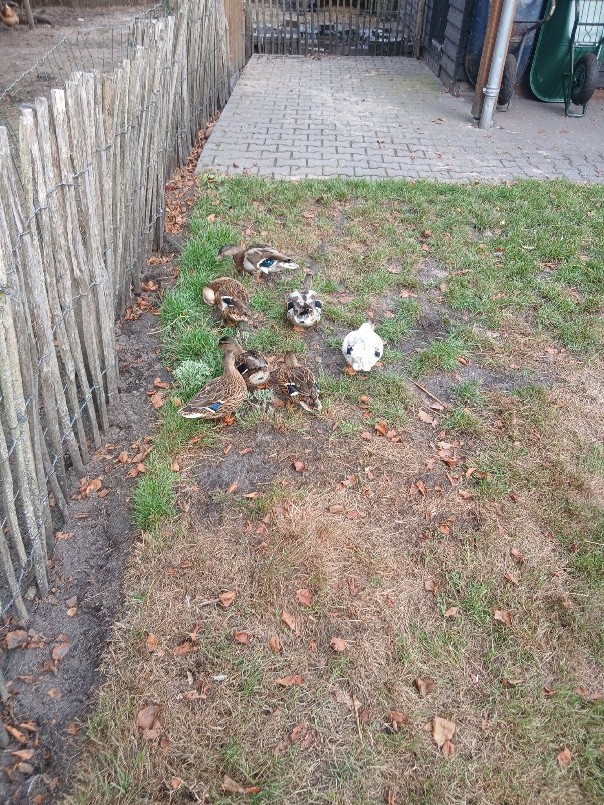 Kwakertjes, Dieren en Toebehoren, Pluimvee, Mannelijk, Kip