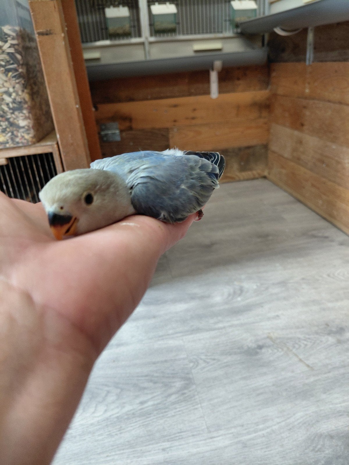 jonge agapornis, Geslacht onbekend, Dwergpapegaai of Agapornis, Tam