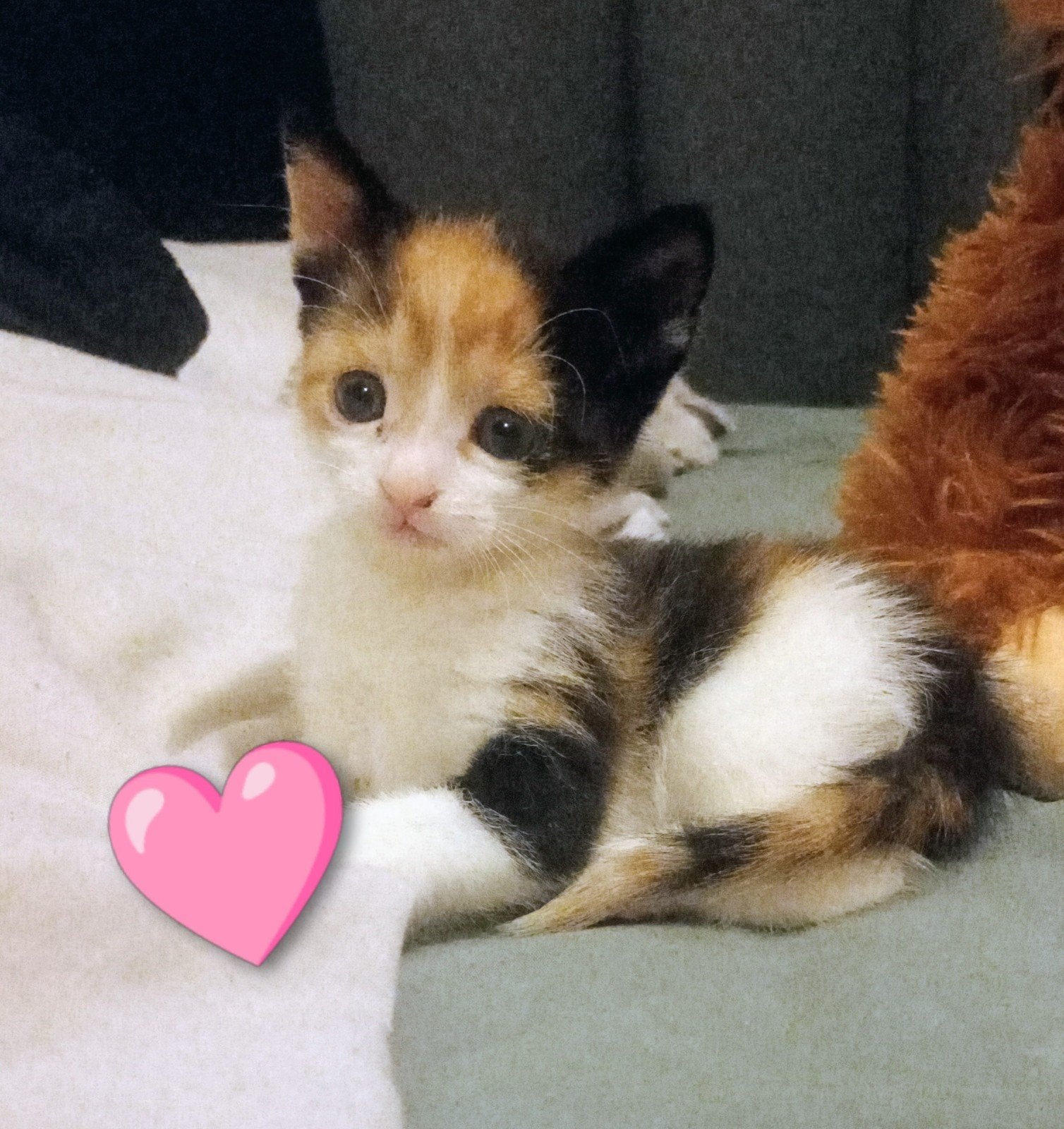 supper lieve aanhankelijke kittens, Meerdere dieren