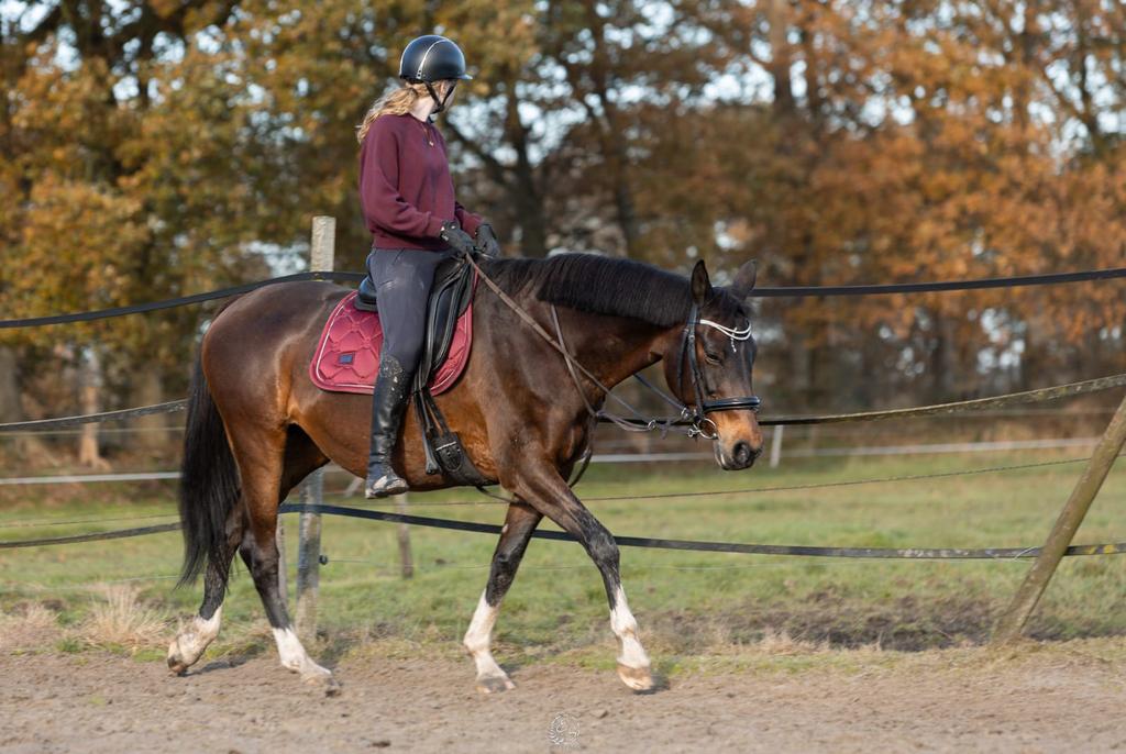 Equestrian stockholm setje (dekje+oornetje)spring, Dieren en Toebehoren, Paarden en Pony's | Dekens en Dekjes, Full (L), Rood