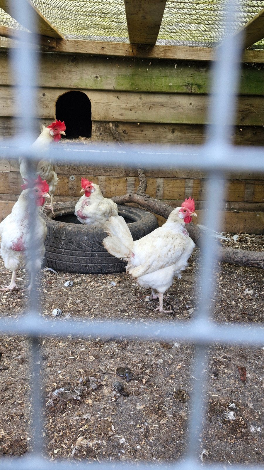 witte leghorn kippen 4st, Dieren en Toebehoren