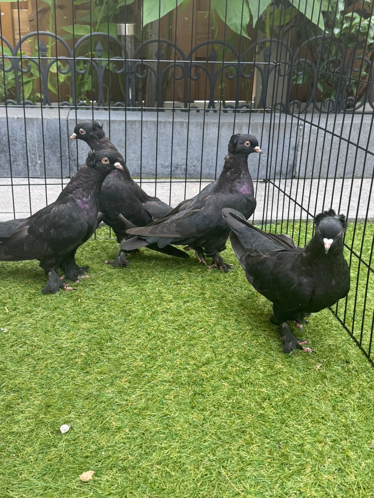 Takla oyun kuslari, Dieren en Toebehoren
