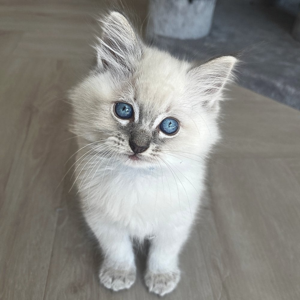 Prachtige Ragdoll Kittens ✨, Meerdere dieren, Gechipt, 0 tot 2 jaar