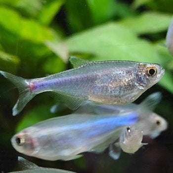 Boehlkea fredcochui