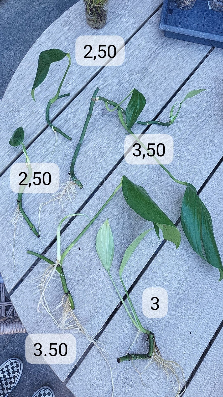 Rhaphidophora Decursiva (Philodendron Dragon Tail) Stekken, Overige soorten, Minder dan 100 cm, Groene kamerplant, Halfschaduw