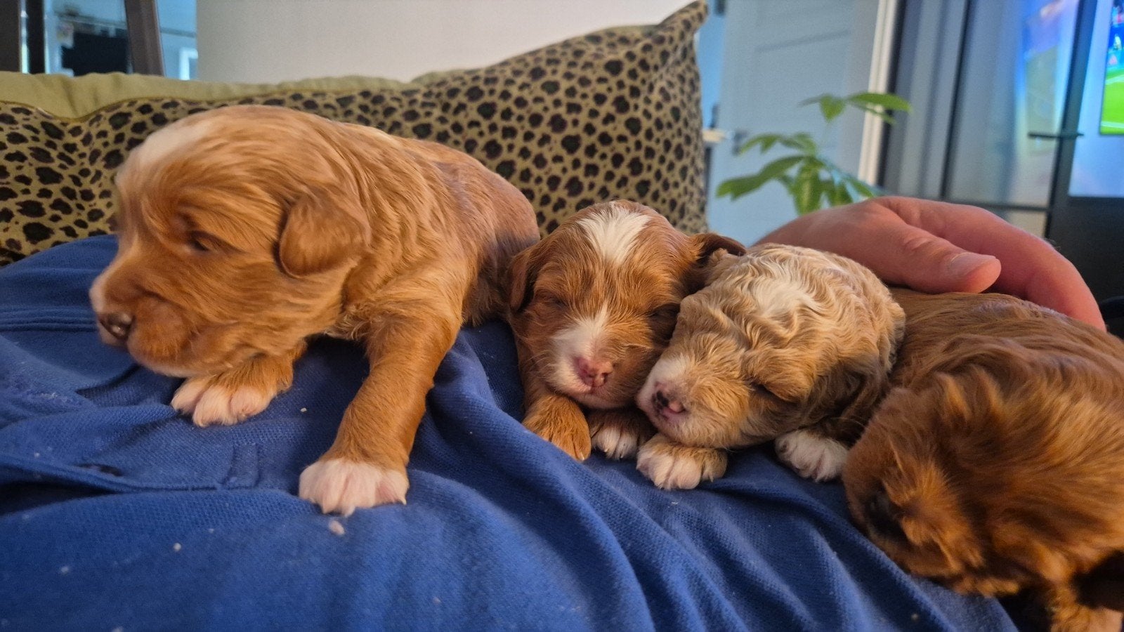 Mini  australian labradoodle pups, Overige rassen, 8 tot 15 weken, Parvo, Meerdere