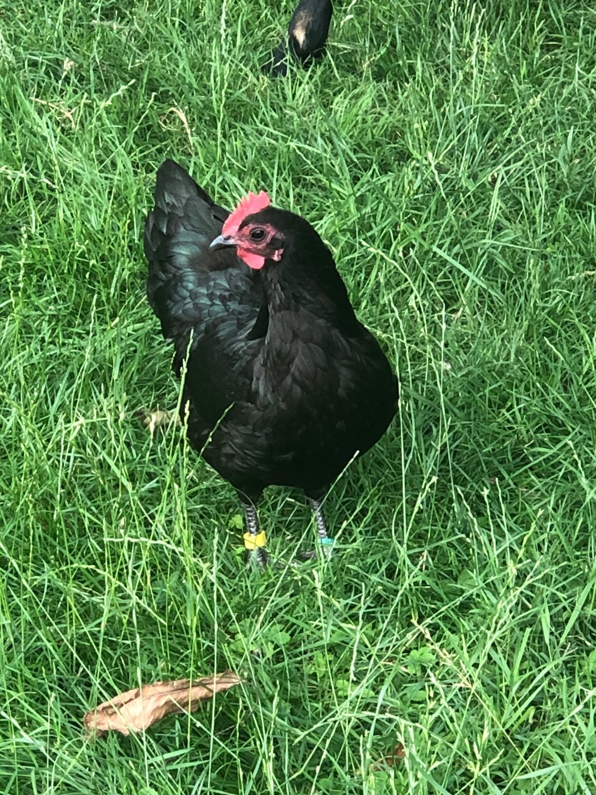 3 australorp kriel hennen van 2025, Vrouwelijk, Kip
