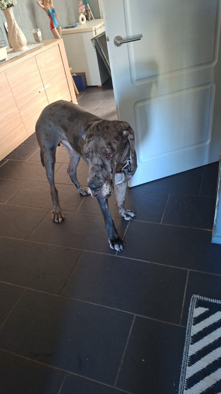 Zwart grijs duitse dok, Dieren en Toebehoren, Honden | Herdershonden en Veedrijvers, Rabiës (hondsdolheid), 15 weken tot 1 jaar