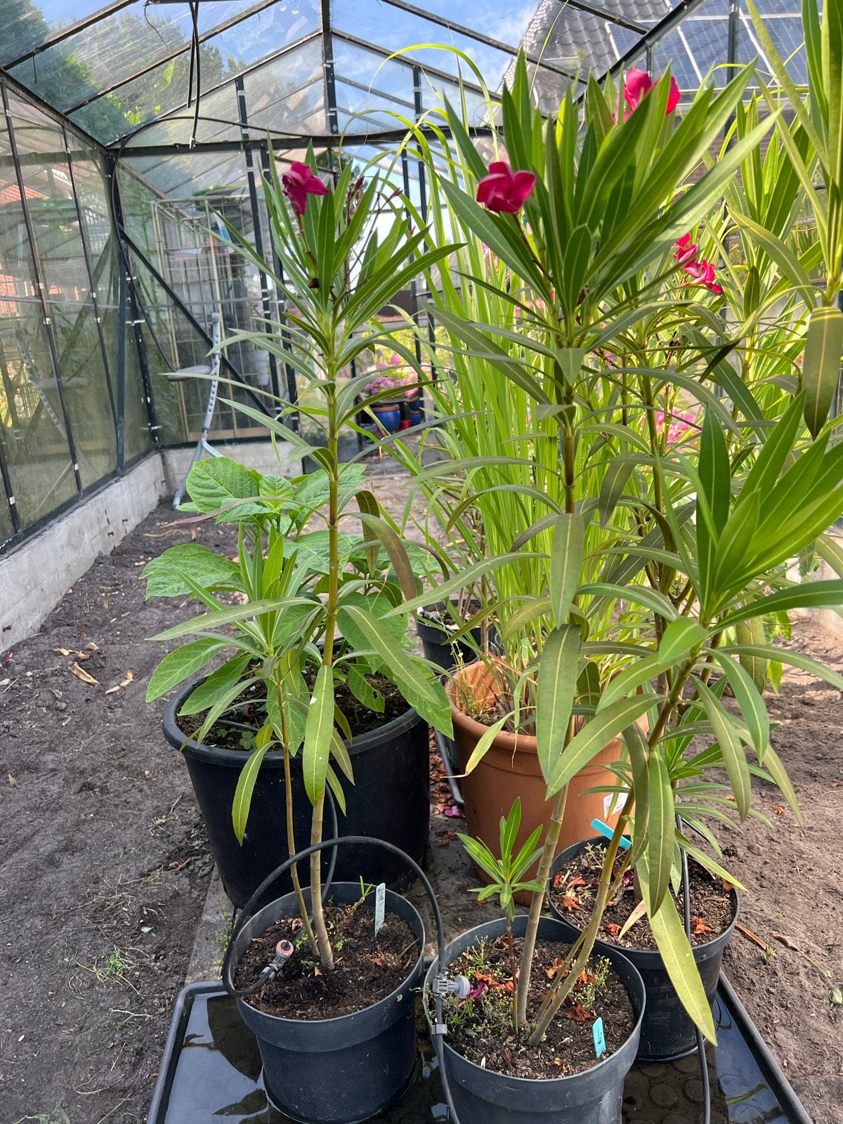 Oleander plant - Nerium Oleander - Roze bloemen, Tuin en Terras, Volle zon, Vaste plant, Zomer, Ophalen
