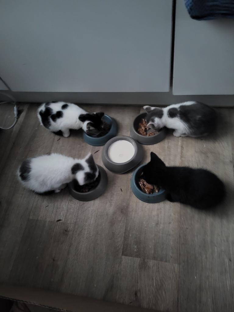 Schattige kittens te koop, Dieren en Toebehoren, Katten en Kittens | Overige Katten, Kater