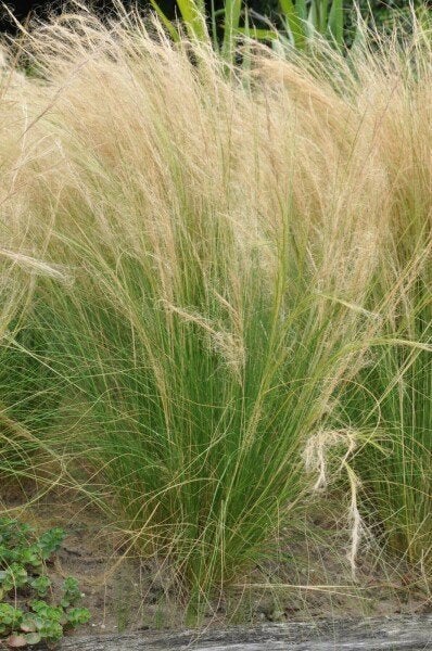 ponytails stipa vedergras, Ophalen, Volle zon, Vaste plant, Siergrassen