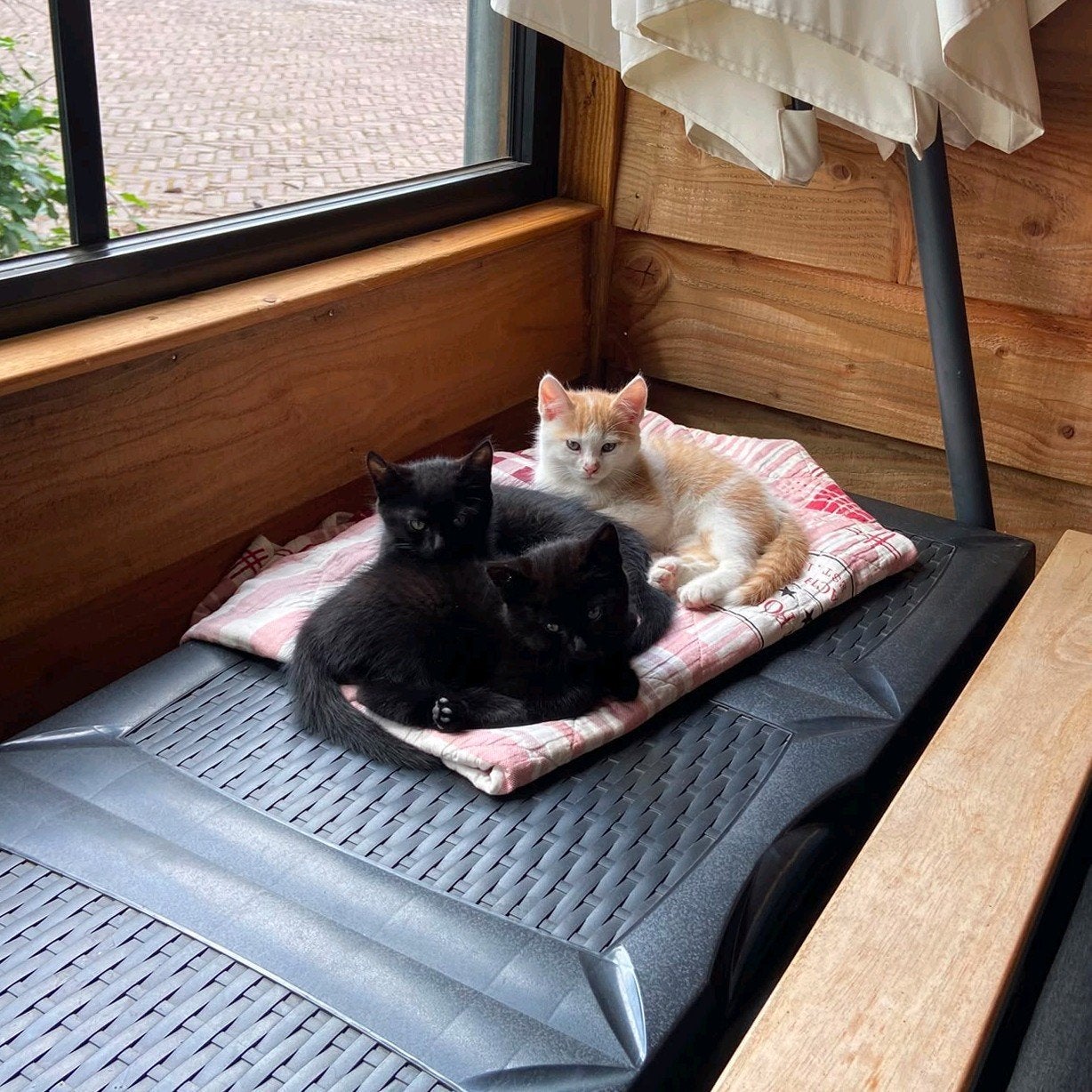 Lieve kittens te koop!, Dieren en Toebehoren, Meerdere dieren, Kortharig, 0 tot 2 jaar
