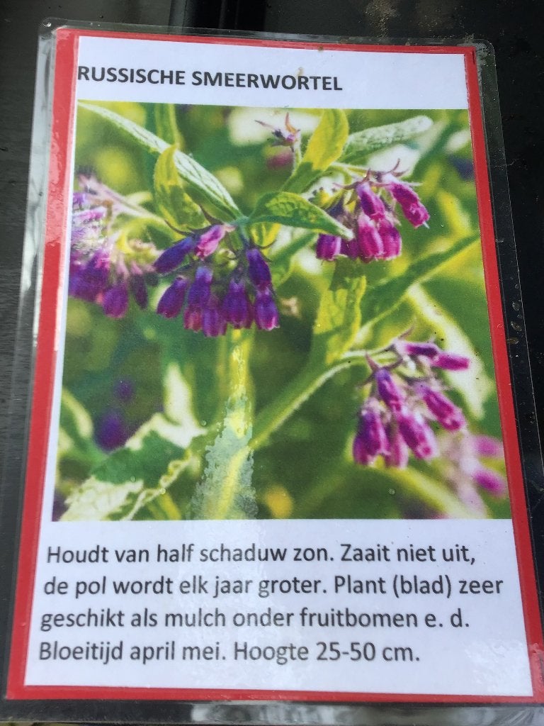 Russische Smeerwortel Bocking 14, Volle zon, Vaste plant, Zomer, Ophalen