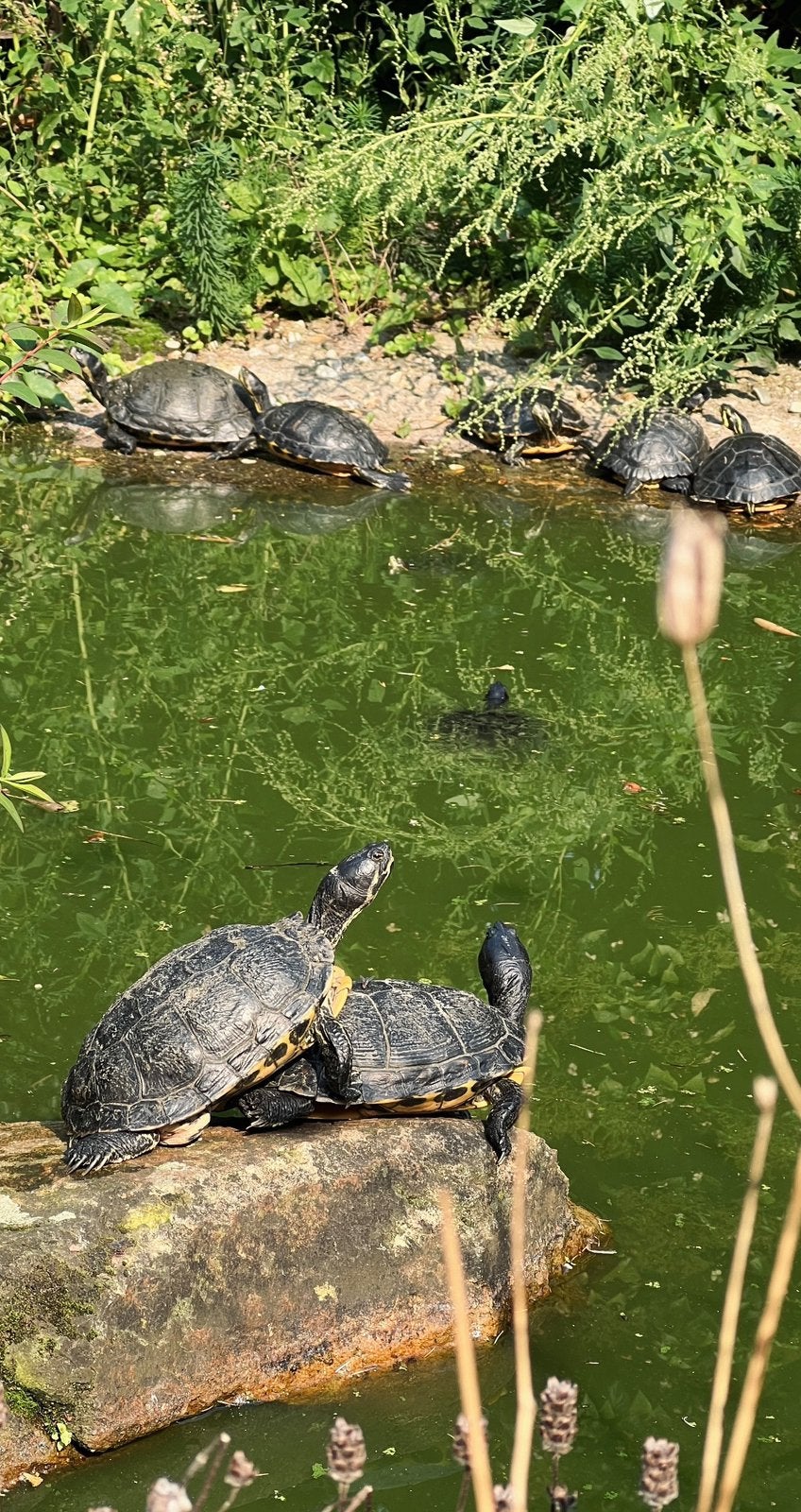 Diverse waterschildpadden, roodwang en geelwang, groot/klein, Dieren en Toebehoren, Reptielen en Amfibieën, Schildpad