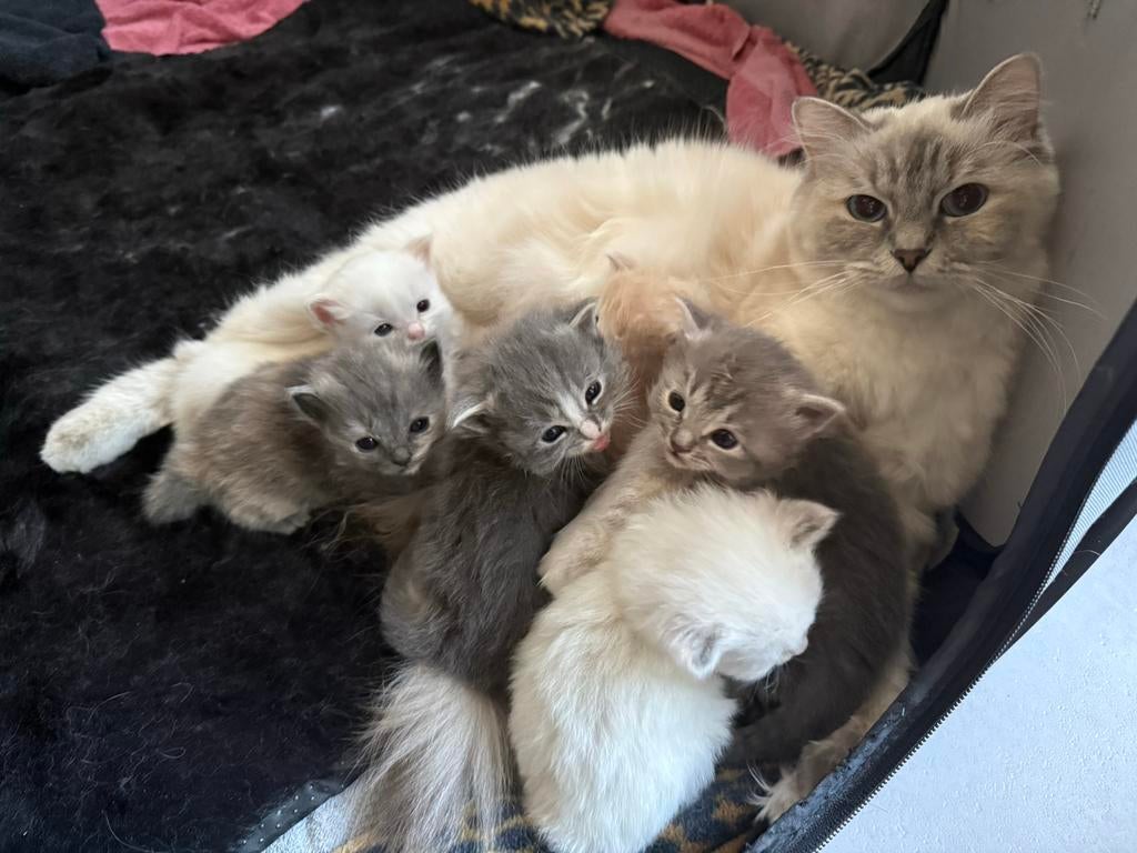 Ragdoll kittens, Meerdere dieren, Ontwormd
