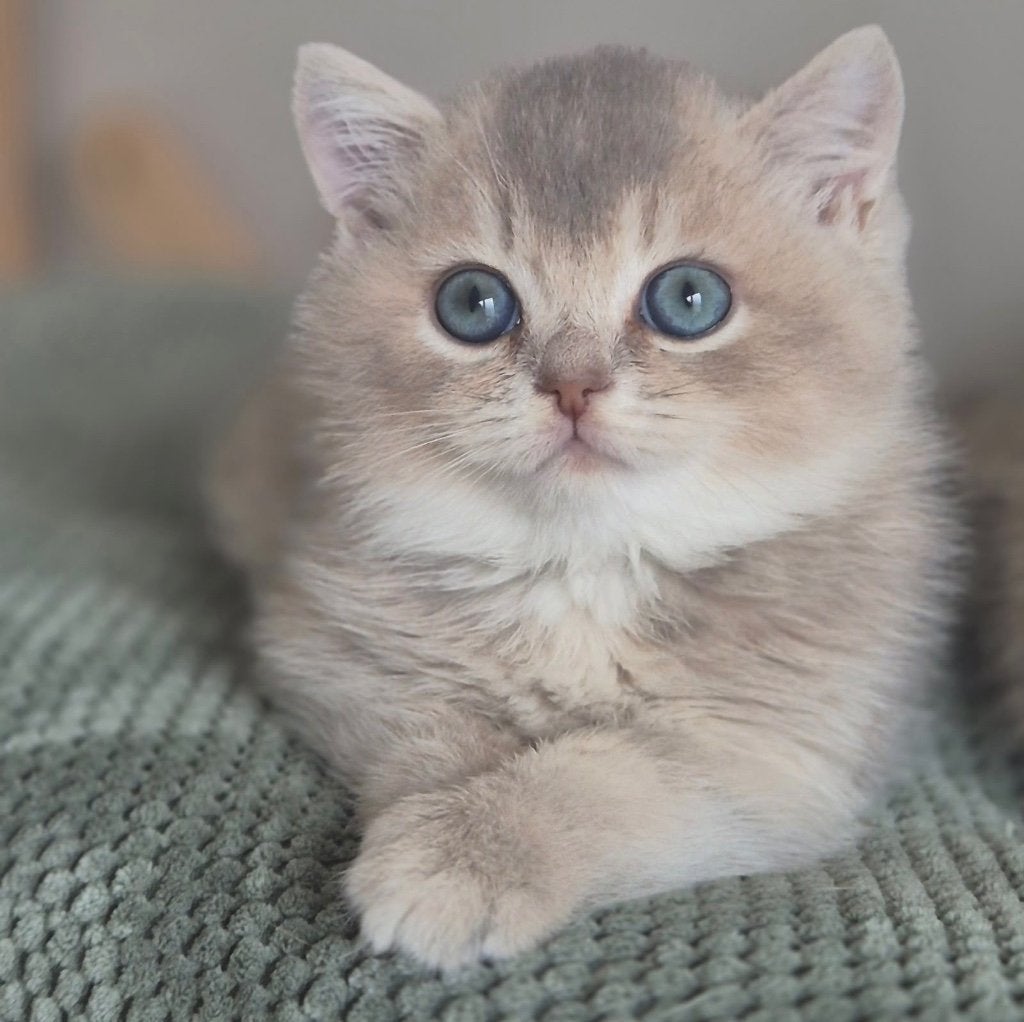 Britse Korthaar kittens klaar om te verhuizen, Dieren en Toebehoren, Katten en Kittens | Raskatten | Korthaar, Meerdere dieren