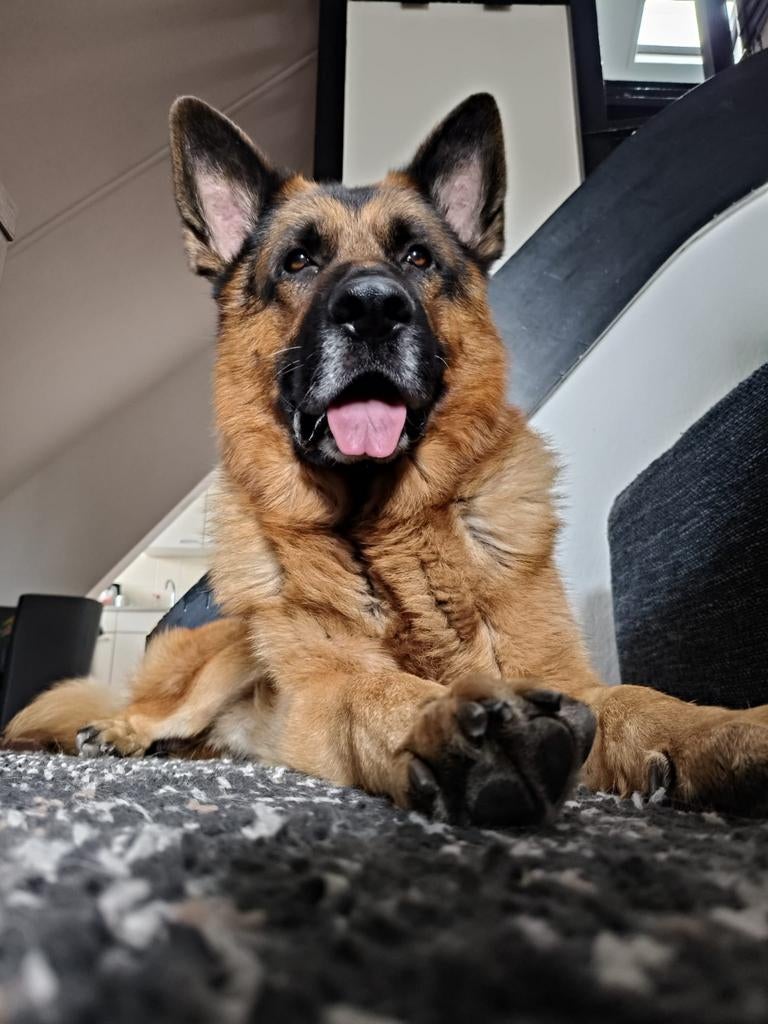 Lieve Duitse herder, Dieren en Toebehoren, Honden | Herdershonden en Veedrijvers, Reu, Herder, Particulier, Eén hond, Nederland