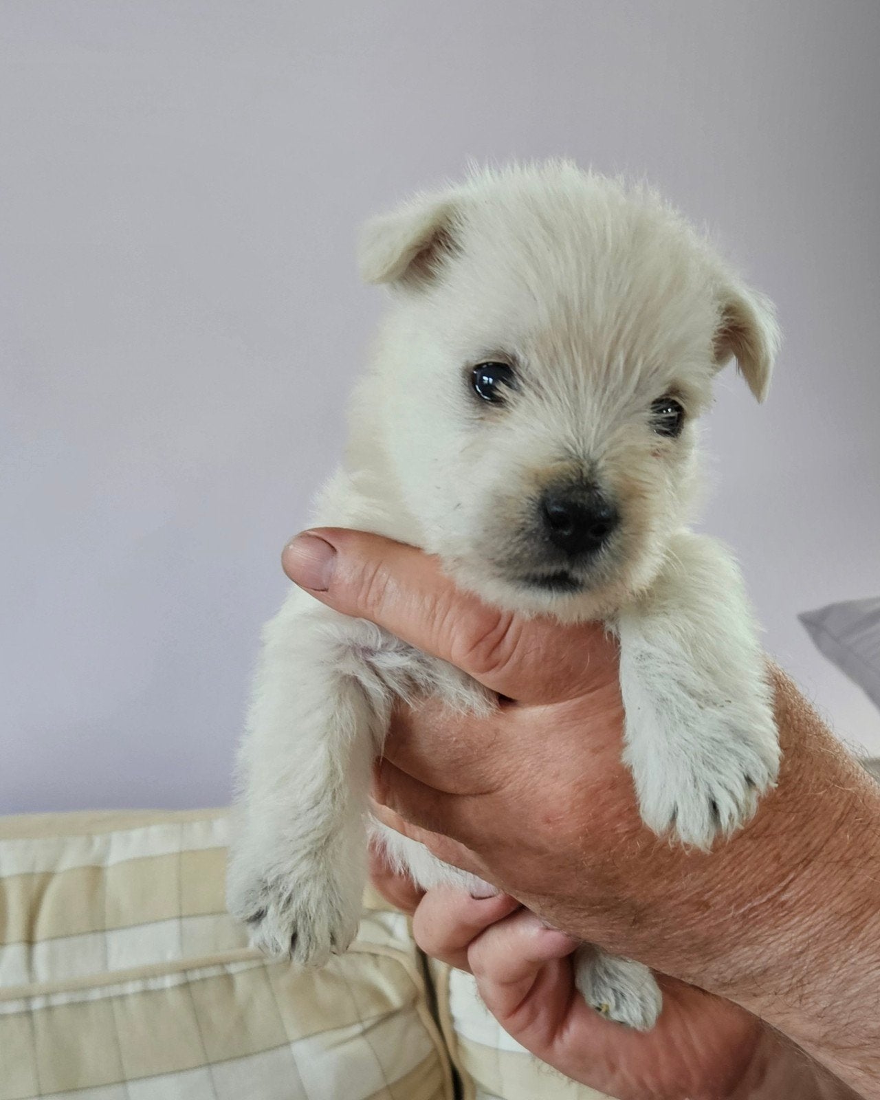 West highland White terriër pups, België, Particulier, 8 tot 15 weken, Meerdere