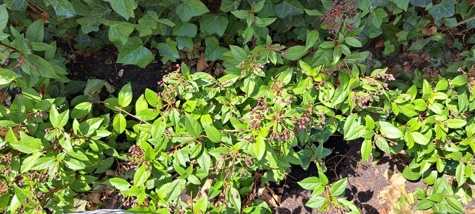Winterharde tuinplanten, Tuin en Terras, Planten | Tuinplanten, Ophalen, Overige soorten, Halfschaduw
