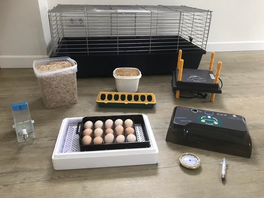 🐣 Compleet broedpakket te huur–zelf kuikens uitbroeden! 🐥, Dieren en Toebehoren, Pluimvee, Geslacht onbekend, Kip
