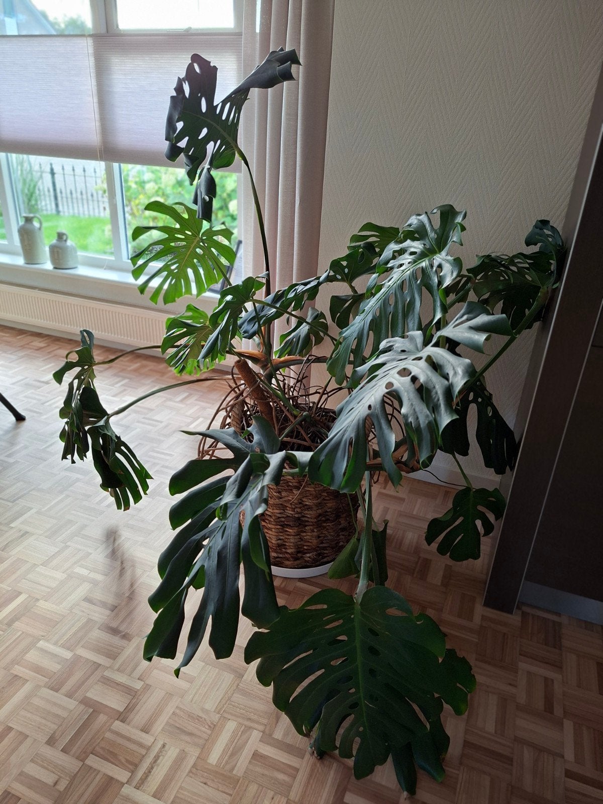 Grote Monstera Deliciosa inclusief rieten pot, Ophalen, Overige soorten, In pot, 150 tot 200 cm
