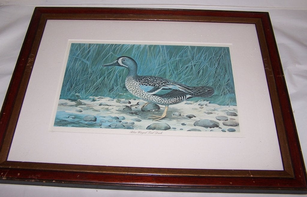 Ingelijste print van een blauwvleugeltaling eend. 45x35cm., Ophalen of Verzenden, Print, Prent, Ingelijst