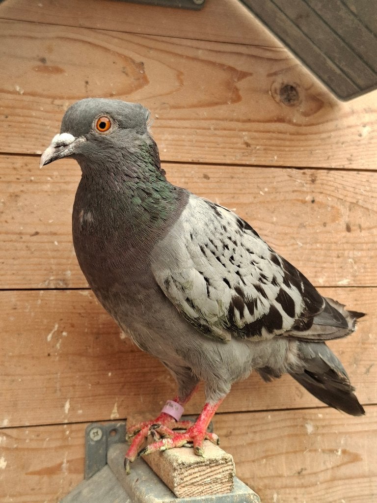 Frietje zoekt een goed huisje, Geslacht onbekend, Overige soorten