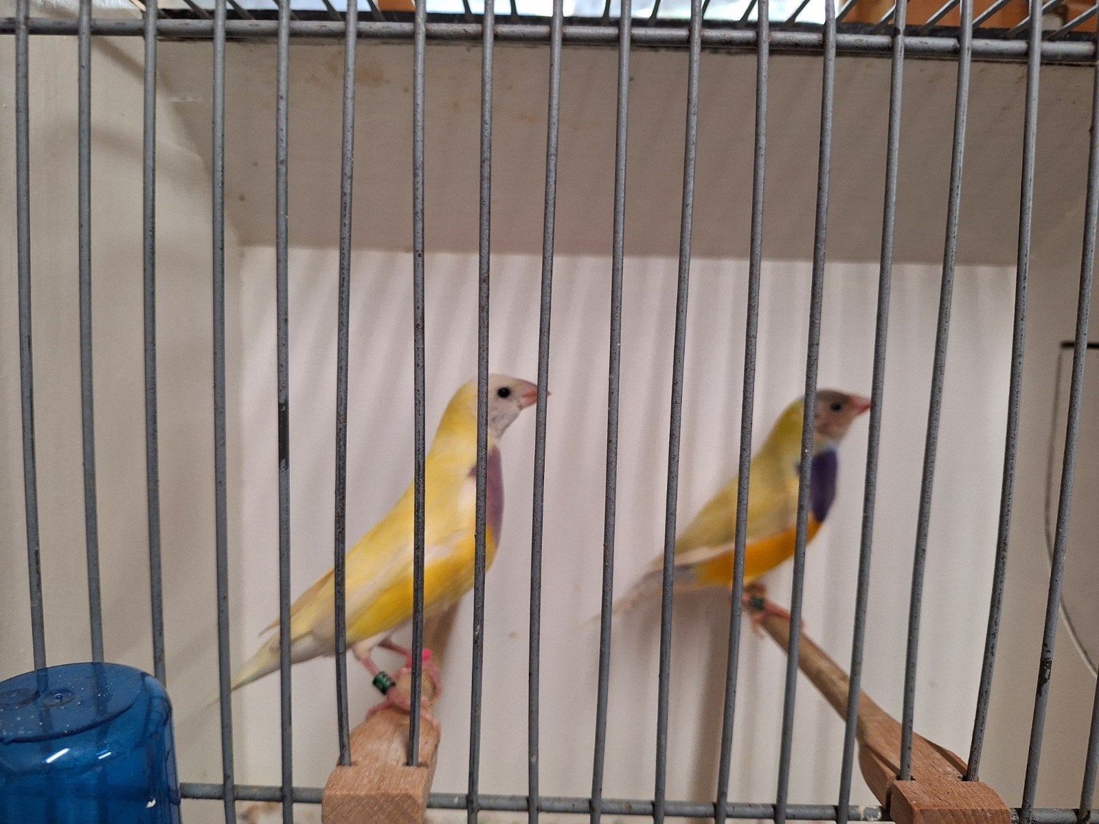 Gould amadines, Dieren en Toebehoren, Meerdere dieren, Geringd