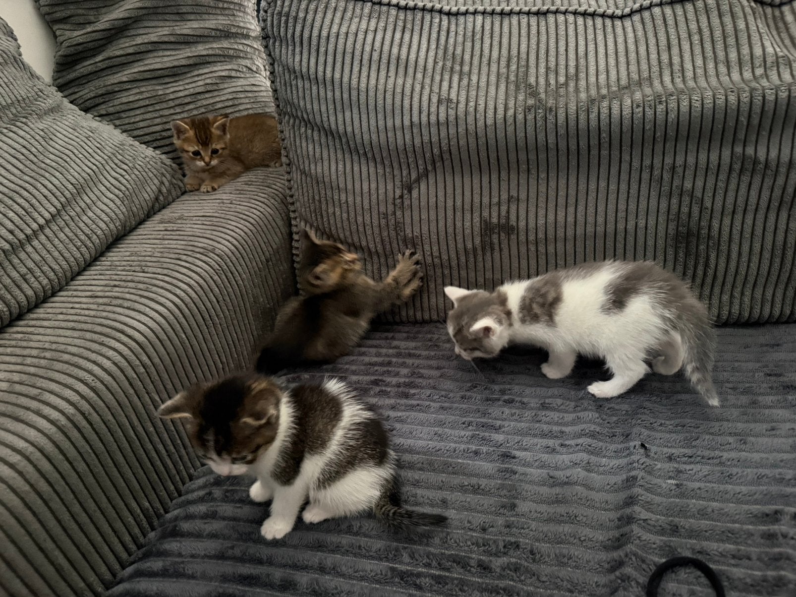 Kittens half britse korthaar half europees, Meerdere dieren