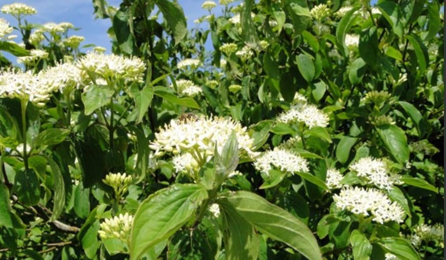 Bio mooie volle rode kornoelje  struik, Tuin en Terras, Planten | Struiken en Hagen, Ophalen, Overige soorten, Struik, 100 tot 250 cm