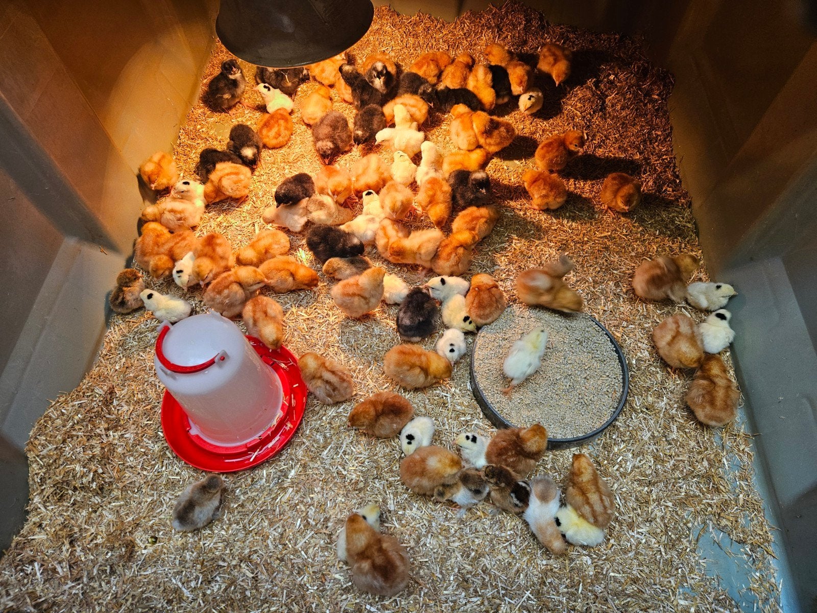 Diverse kuikens, Meerdere dieren, Kip