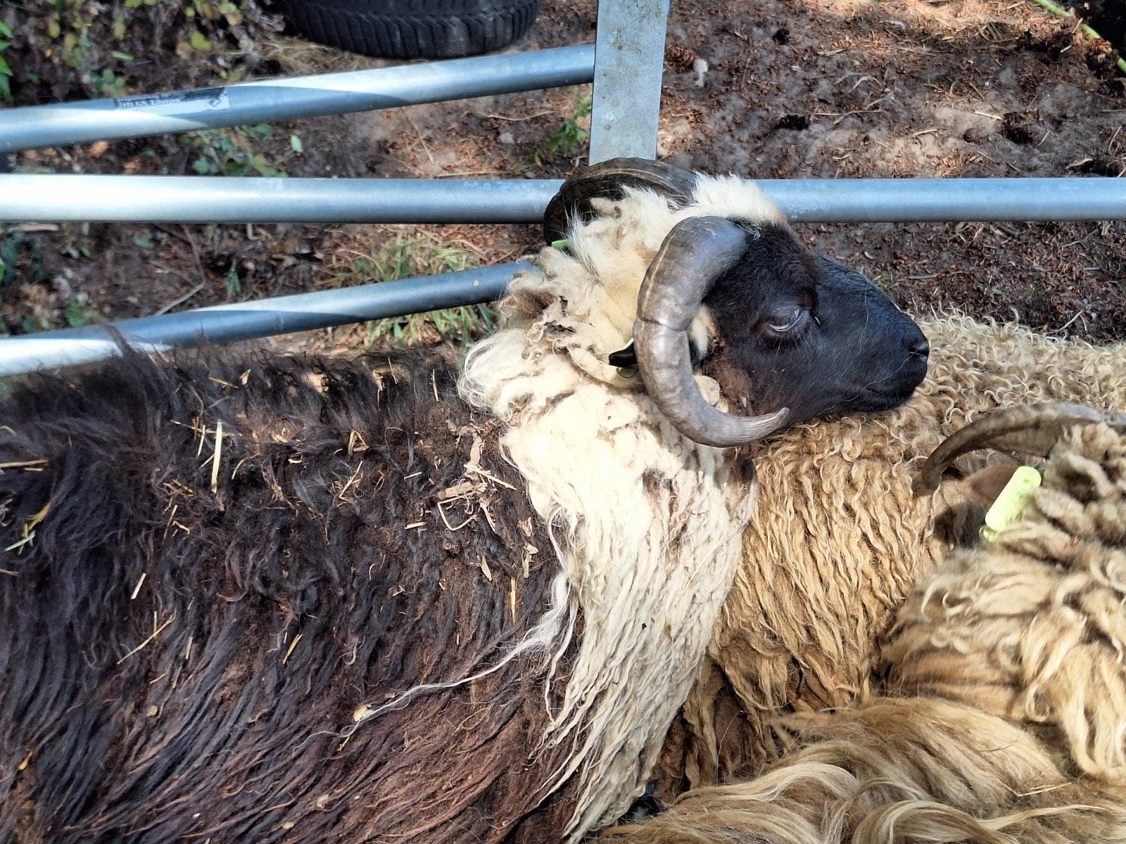 Mooie  jaarling bonte zwart/witte skudde dekbok, Dieren en Toebehoren, Mannelijk, Schaap