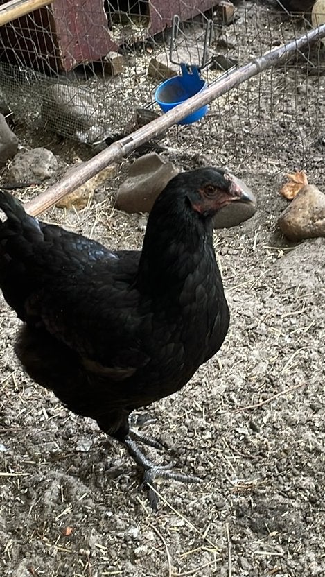 Groenleggers 1 hen en 1 haan, Dieren en Toebehoren, Meerdere dieren, Kip