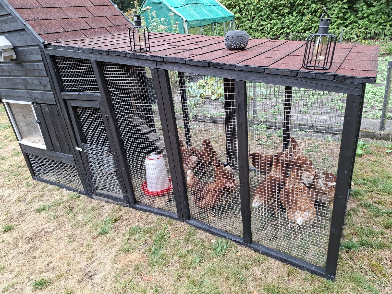 4 legkippen, Ophalen, Zo goed als nieuw, Drinken en Voederen