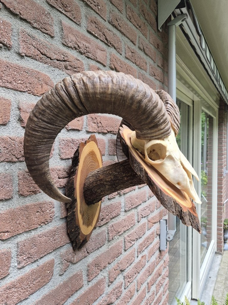 Schitterende Moeflon Ram met Hoorns Natuurlijke Presentatie, Verzamelen, Dierenverzamelingen, Ophalen of Verzenden, Gebruikt, Wild dier