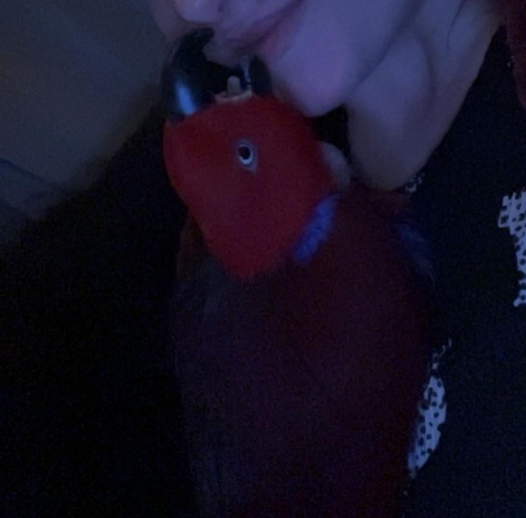 Edelpapegaai Bella zoekt een liefdevol huisje, Vrouwelijk, Papegaai