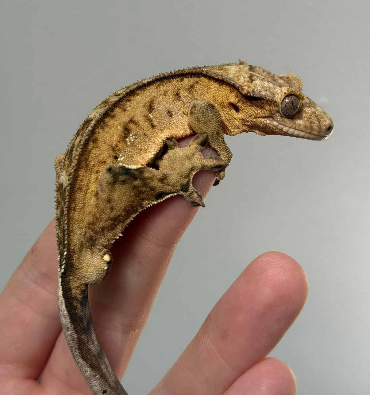 Wimpergekko man, reverse pinstripe en margin Crested Gecko photo 2