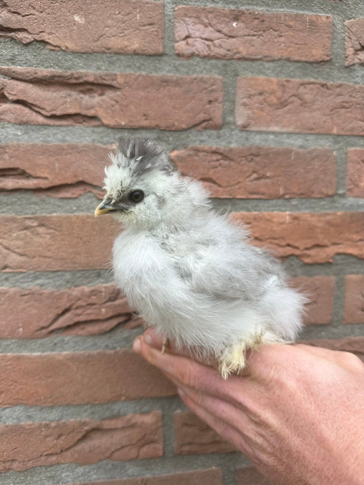6 USA zijdehoen hennetjes, geent tegen marek, Vrouwelijk, Kip