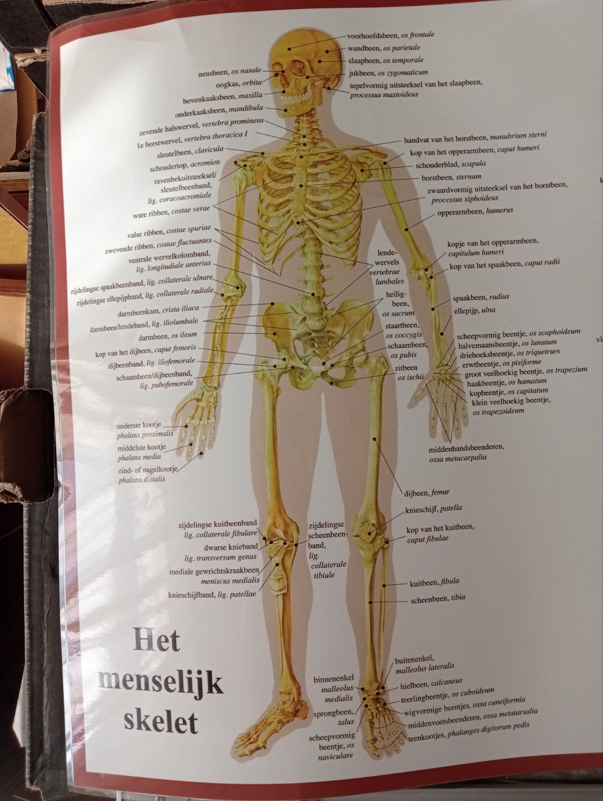 Medisch anatomische poster affiche Skelet, Ophalen of Verzenden, Gebruikt, A1 t/m A3, Film en Tv