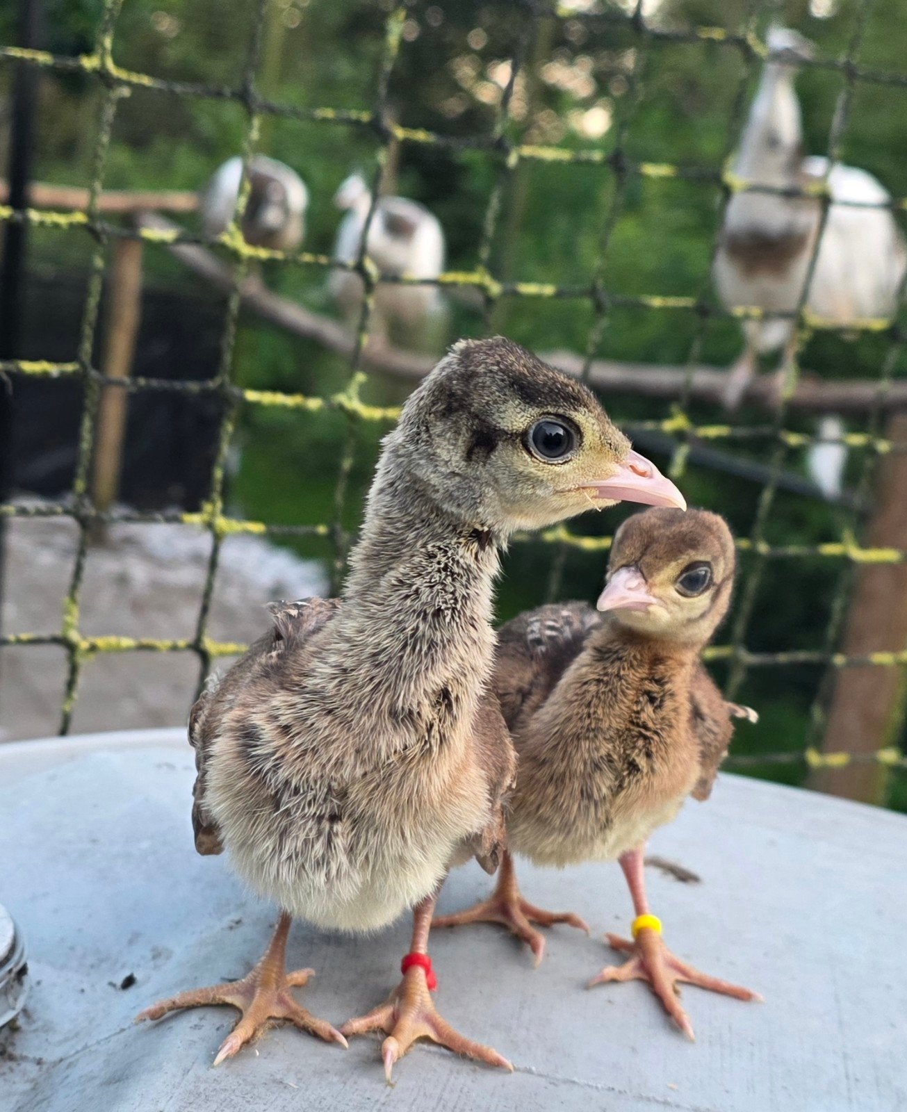 Te koop groene Spalding pauw kuikens, Dieren en Toebehoren, Pluimvee, Meerdere dieren, Eend