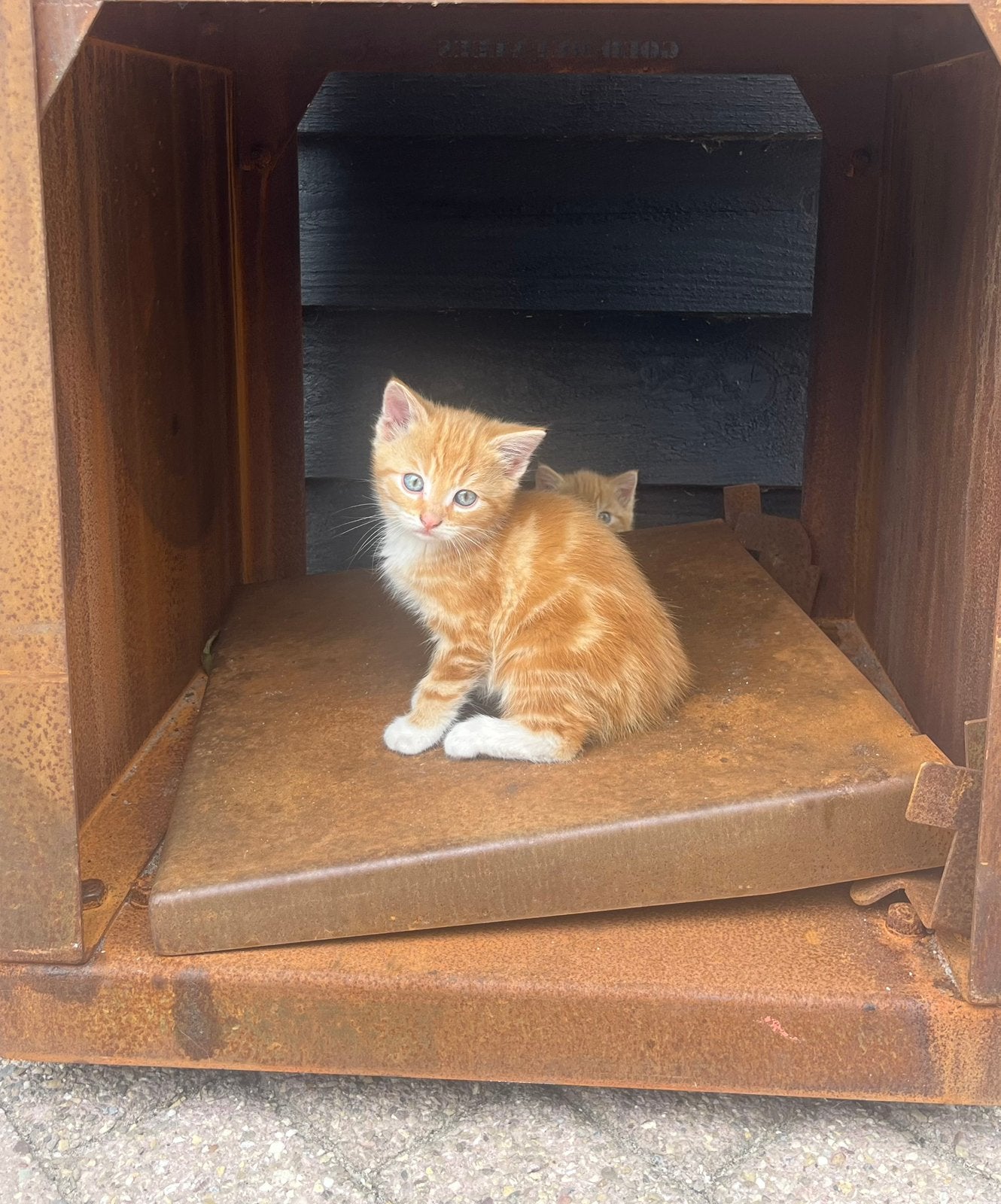 5 mooie kittens, Meerdere dieren